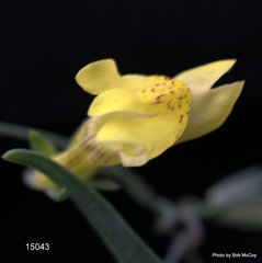 Neogaerrhinum filipes