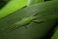 Paraphisis tryonensis