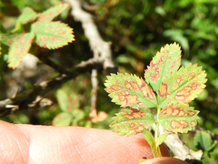 Rosisphaerella rosicola