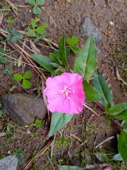 Oenothera deserticola