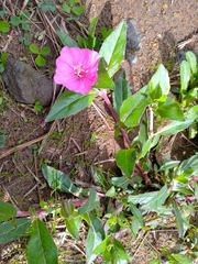 Oenothera deserticola