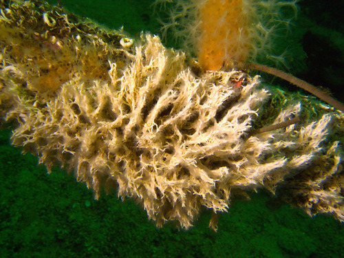 Photo of Filigree tubeworm (Filograna implexa)