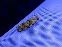 Coenobiodes granitalis