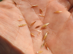 Rhynchospora heterochaeta