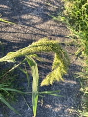 Echinochloa crus-pavonis