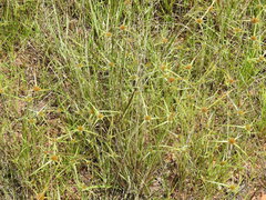 Rhynchospora heterochaeta