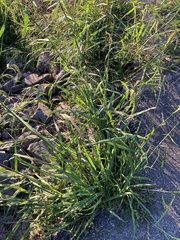 Echinochloa crus-pavonis