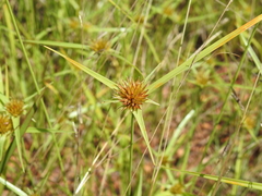 Rhynchospora heterochaeta