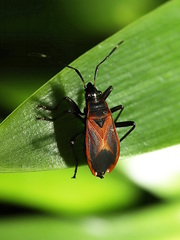 Dindymus circumcinctus