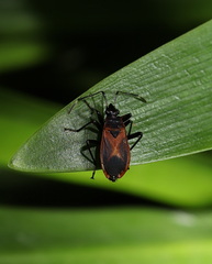 Dindymus circumcinctus