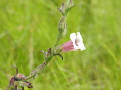 Centranthera cochinchinensis