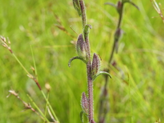 Centranthera cochinchinensis