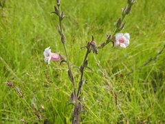 Centranthera cochinchinensis