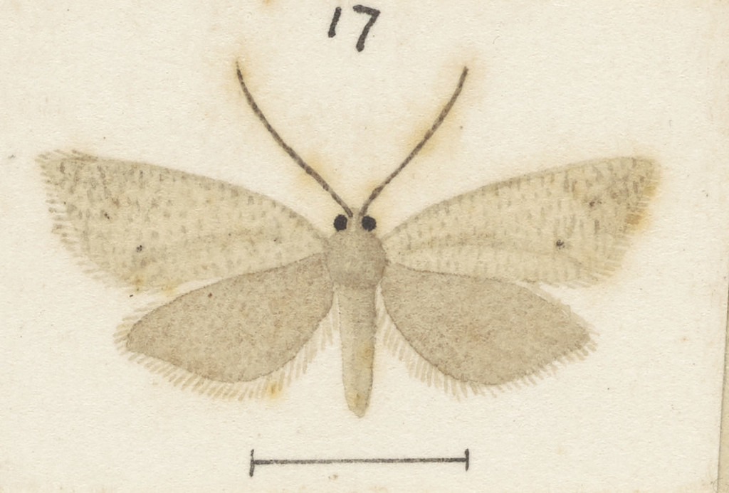 Ericodesma aerodana