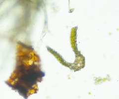 Dicranum acutifolium