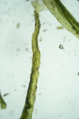 Dicranum acutifolium