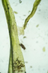 Dicranum acutifolium