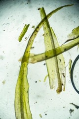 Dicranum acutifolium