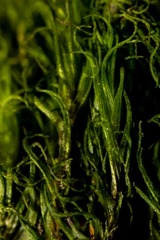 Dicranum acutifolium