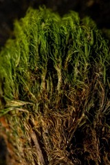 Dicranum acutifolium