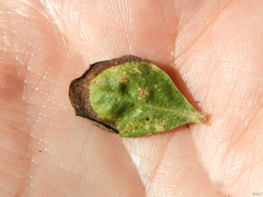 Aceria baccharipha