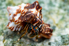Calcinus laevimanus