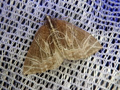 Evecliptopera illitata