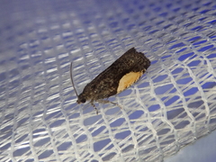 Statherotmantis pictana