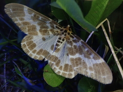 Metabraxas clerica