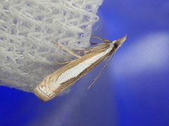 Crambus argyrophorus