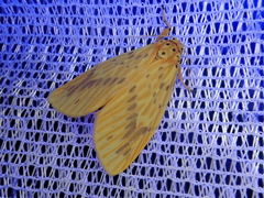 Barsine striata