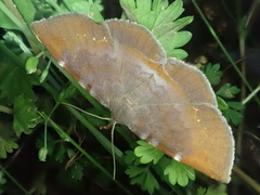 Mecodina nubiferalis