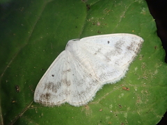 Lomographa temerata