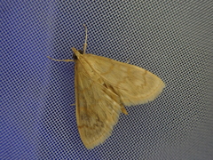 Pronomis delicatalis