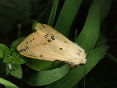 Spilarctia seriatopunctata