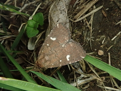 Acosmetia biguttula