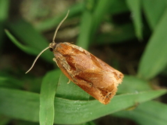 Archips oporana