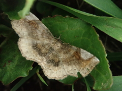 Pangrapta perturbans