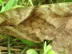 Acosmeryx naga