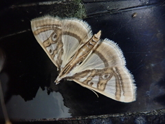 Glyphodes duplicalis