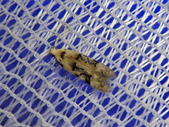 Altenia inscriptella