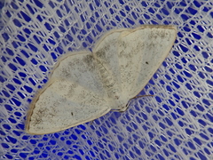 Lomographa temerata
