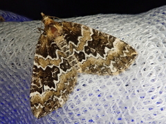 Electrophaes corylata