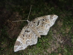 Lobogonodes erectaria