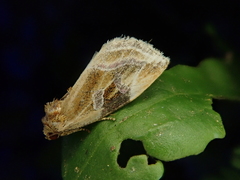 Micardia pulchra