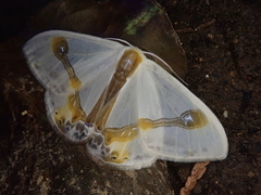 Macrocilix mysticata