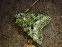 Euplexidia angusta