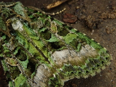Euplexidia angusta