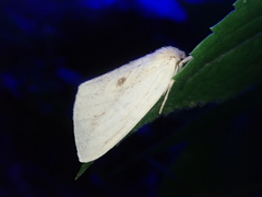Cutuza straminea