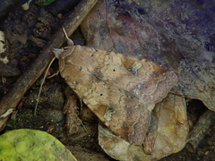 Diarsia canescens